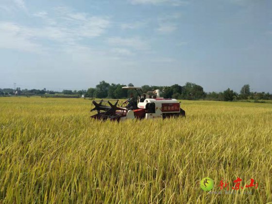 孙桥谷乡和水稻种植专业合作社喜迎丰收年