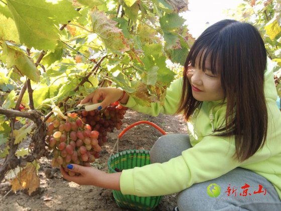 孙桥镇花苑台村 葡萄园里采摘忙