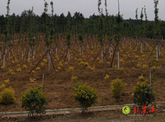 孙桥镇 千亩高端花卉苗木为美丽乡村锦上添花