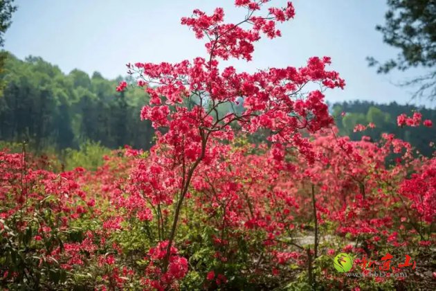 春季来京山，这六条赏花游玩线路不容错过